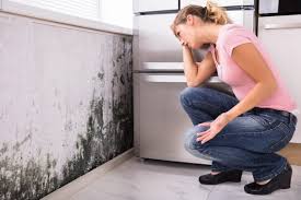 Why You Should Choose Our Mold Remediation Services in Windsor, CO